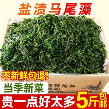 【嫩菜！】鞭炮笋盐渍马尾藻新鲜长寿菜荣成原产