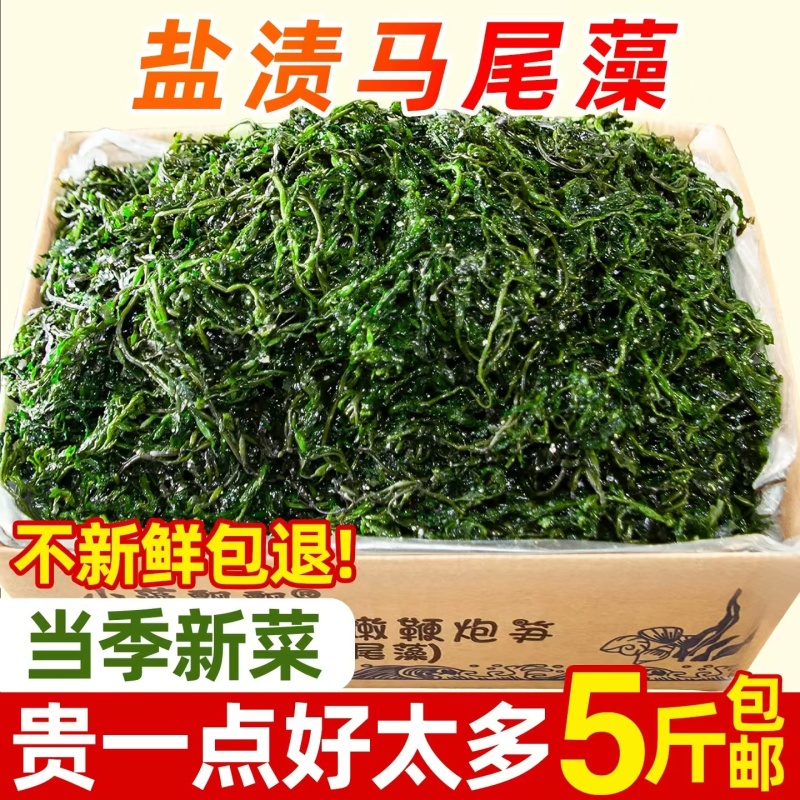 【嫩菜！】鞭炮笋盐渍马尾藻新鲜长寿菜荣成原产