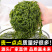 【嫩菜！】鞭炮笋盐渍马尾藻新鲜长寿菜荣成原产
