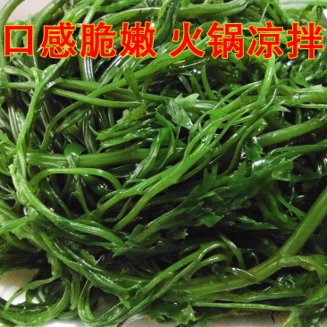 （批发价）头茬嫩菜马尾藻鞭炮笋荣成原产工厂直发