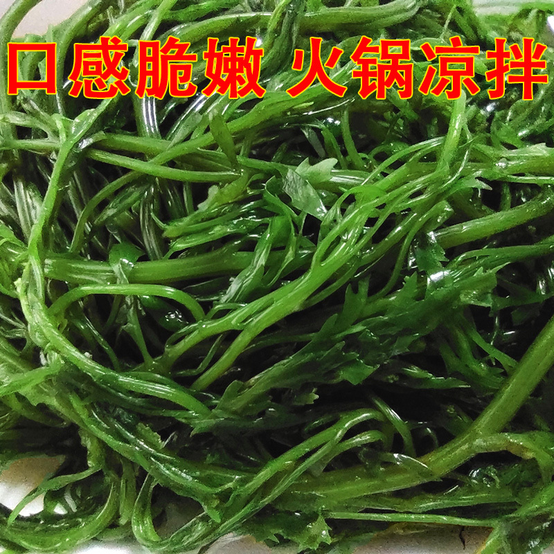 （批发价）头茬嫩菜马尾藻鞭炮笋荣成原产工厂直发