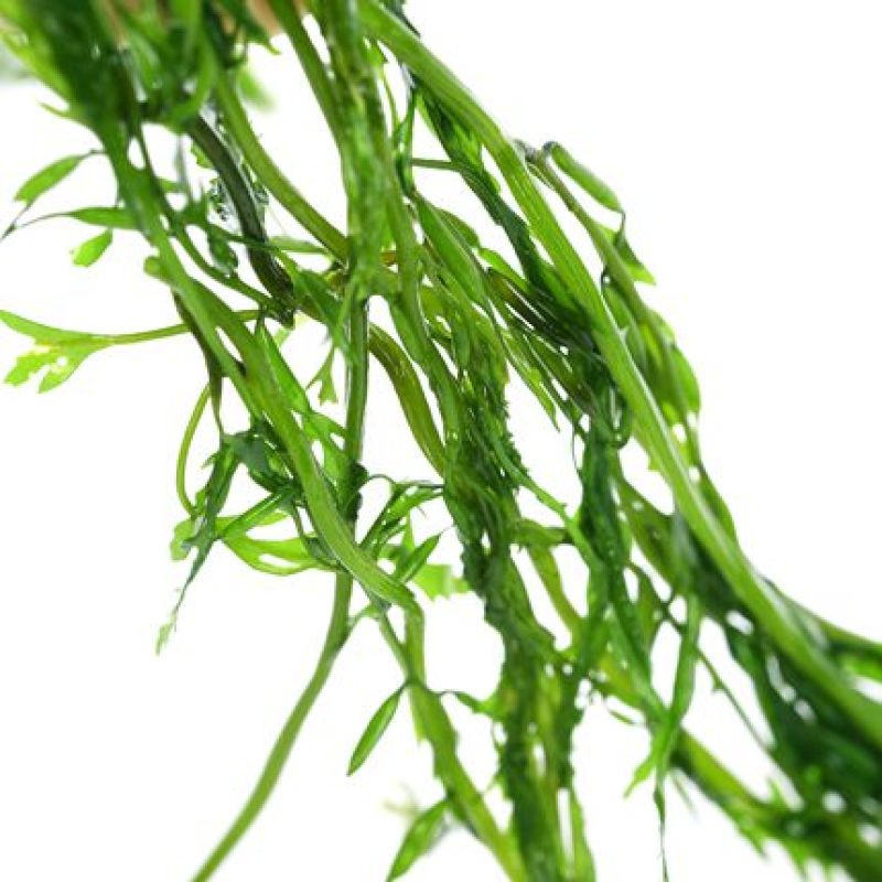 （批发价）头茬嫩菜马尾藻鞭炮笋荣成原产工厂直发