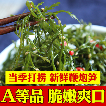 【头茬嫩菜】新鲜鞭炮笋盐渍马尾藻供应火锅餐饮