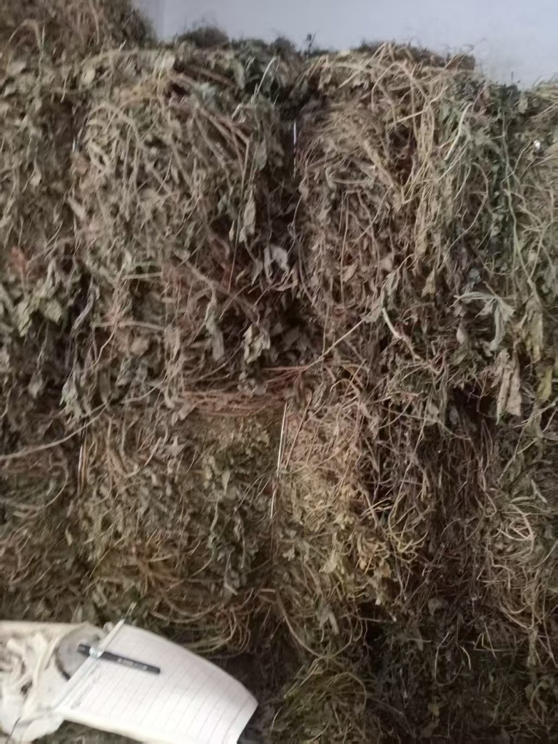 绞股蓝大量有货产地直发一手货源可视频看货