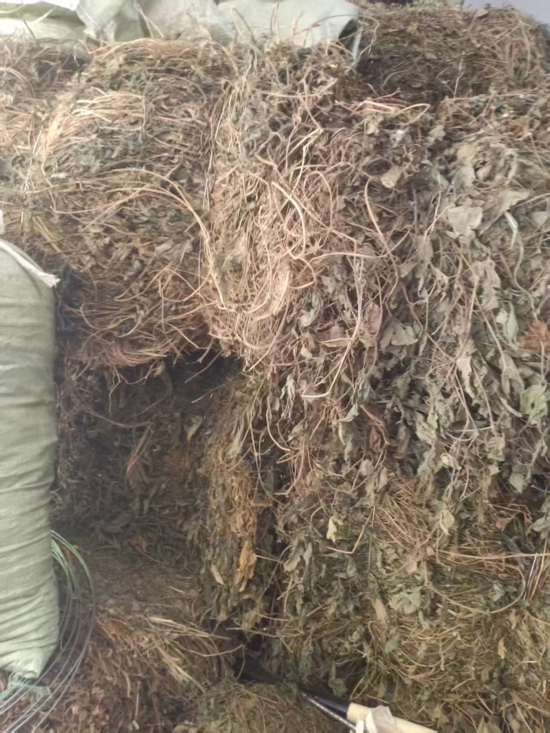 绞股蓝大量有货产地直发一手货源可视频看货