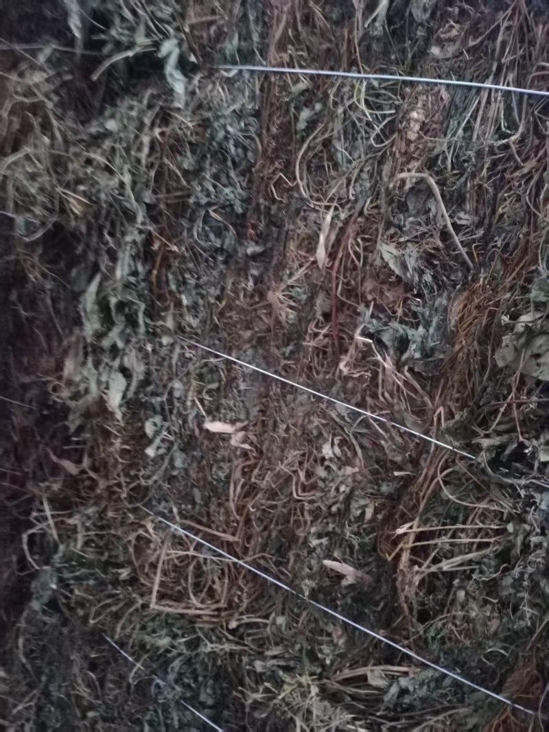 绞股蓝大量有货产地直发一手货源可视频看货