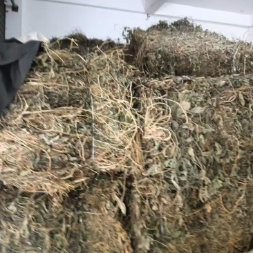 绞股蓝大量有货产地直发一手货源可视频看货