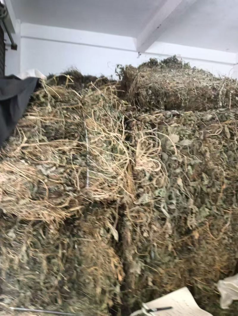 绞股蓝大量有货产地直发一手货源可视频看货
