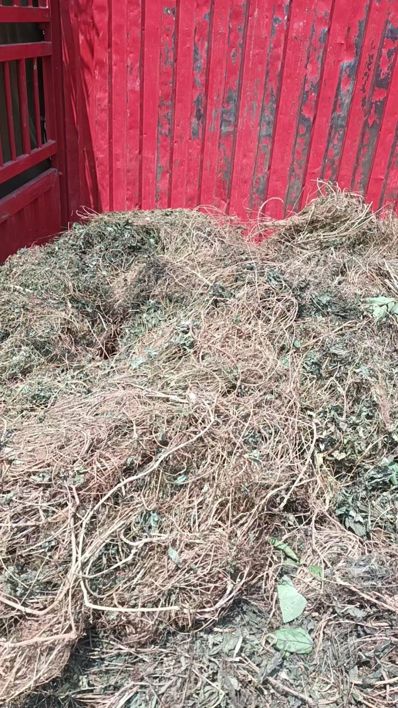 绞股蓝大量有货产地直发一手货源可视频看货