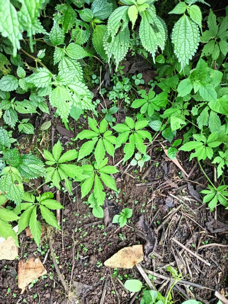 绞股蓝大量有货产地直发一手货源可视频看货