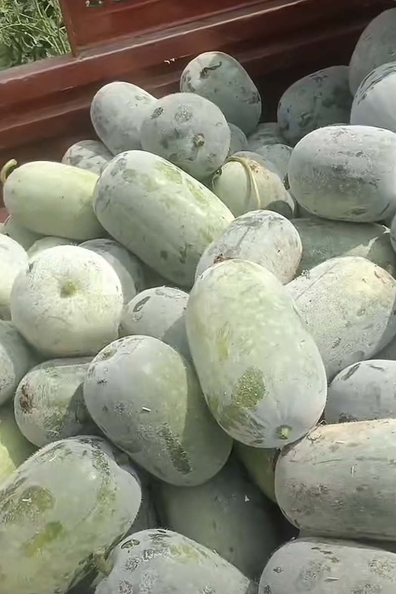 水果冬瓜大量有货产地直发诚信经营可发全国