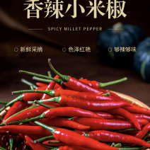 精品小米椒对接各大平台商超质优价廉量大从优