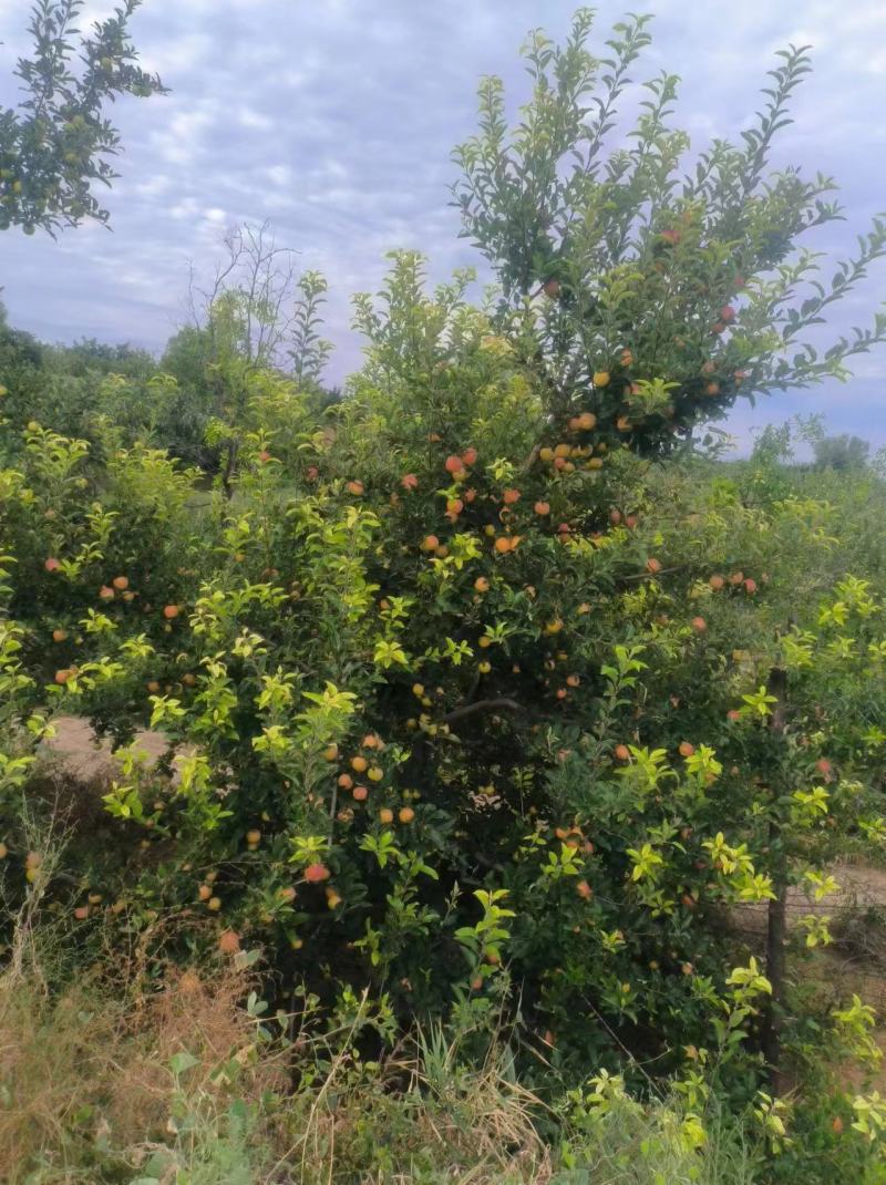 山西苹果嘎啦苹果基地一手货源现摘现发全国发货