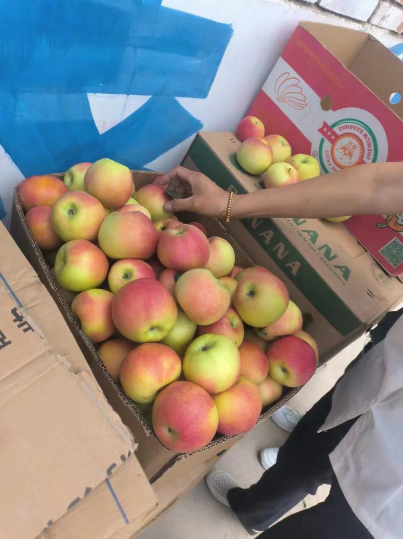 山西苹果嘎啦苹果基地一手货源现摘现发全国发货