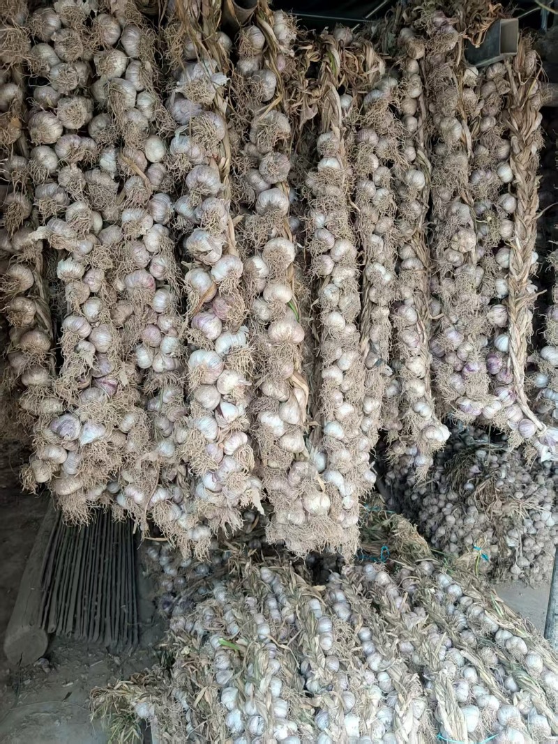 紫皮蒜独头蒜基地直发一条龙服务实力推荐量大价格实惠