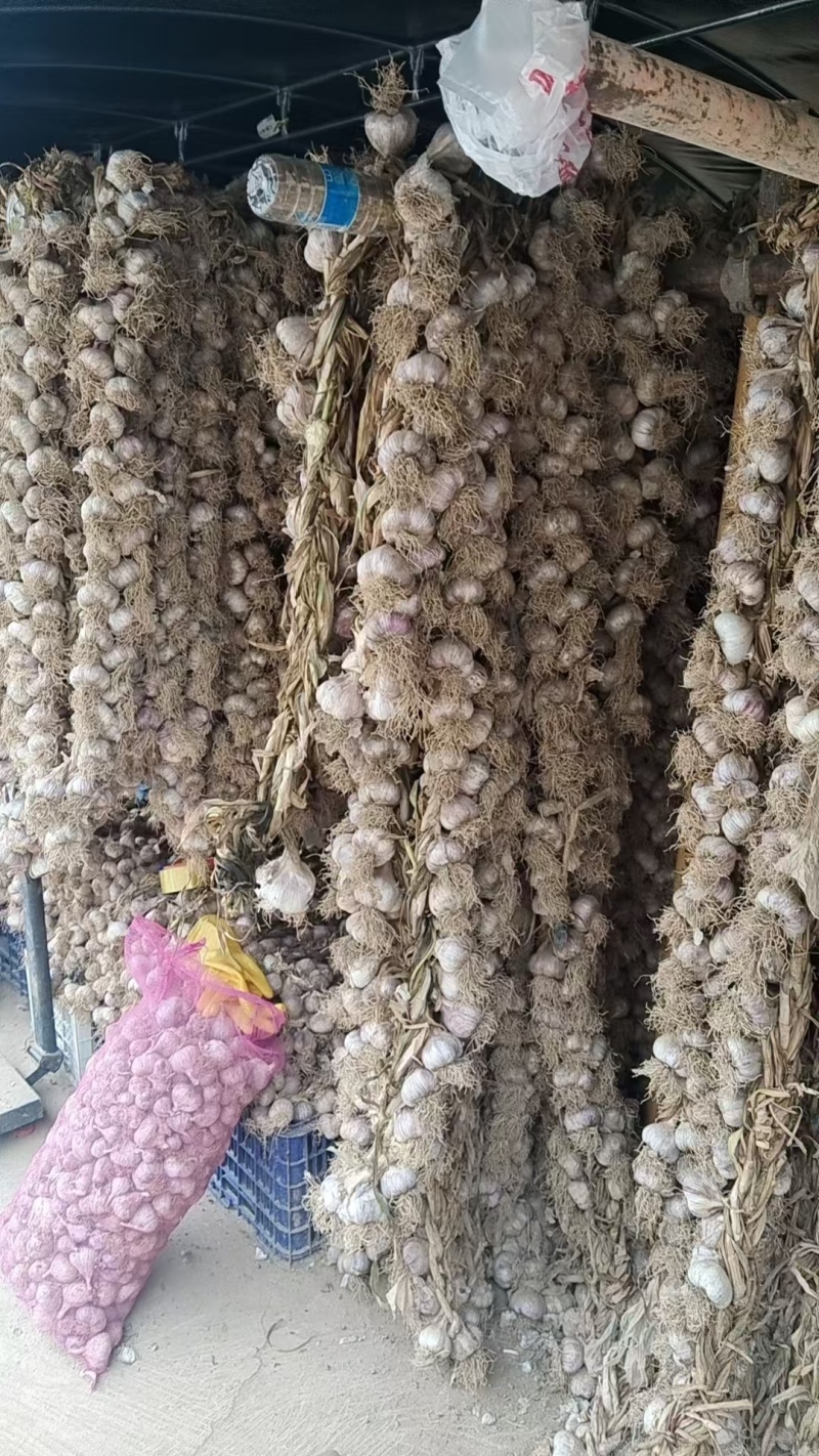 紫皮蒜独头蒜基地直发一条龙服务实力推荐量大价格实惠