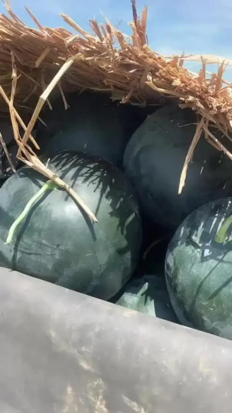 湖北西瓜精品黑无籽西瓜全国发货基地一手货源包熟包甜