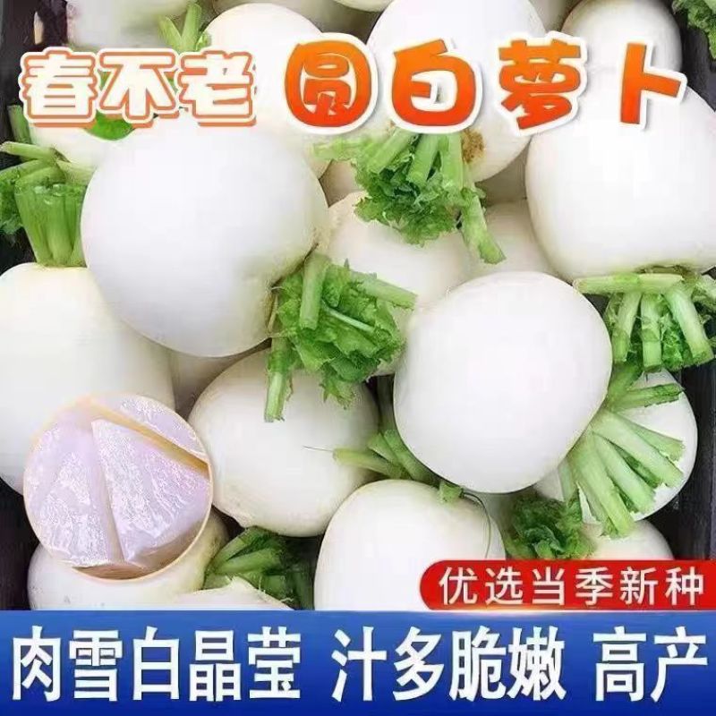 圆萝卜大量上市中产地一手货源各种市场货电商货