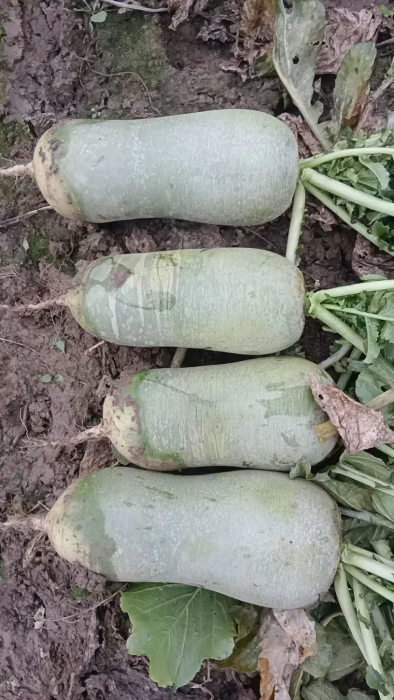 水果青萝卜，青萝卜品质保证，量大从优欢迎咨询