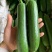 湖北丝瓜基地一手货源全国发货可视频看货诚信经营