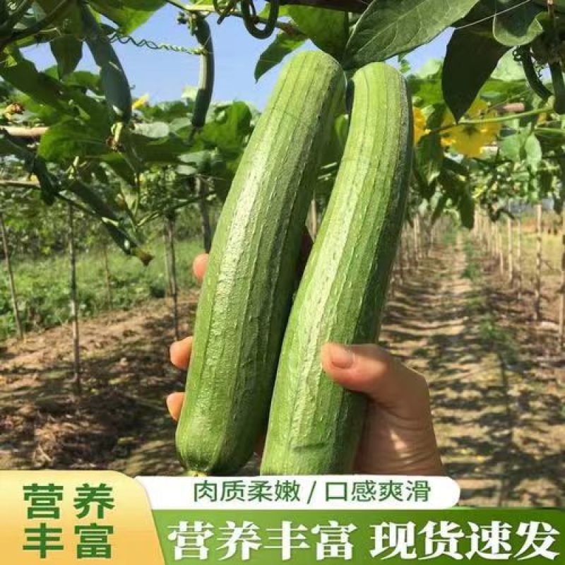 湖北丝瓜基地一手货源全国发货可视频看货诚信经营