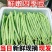 湖北精品白花四季豆无筋豆视频看货论价保质保量