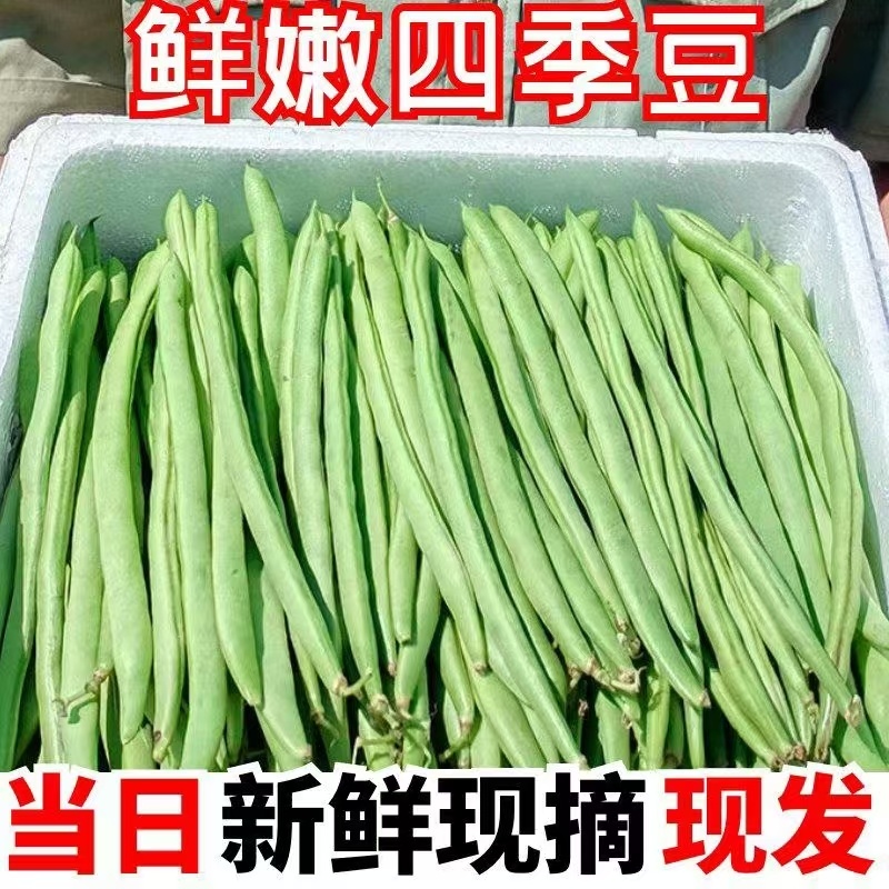 湖北精品白花四季豆无筋豆视频看货论价保质保量
