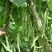 湖北精品白花四季豆无筋豆视频看货论价保质保量