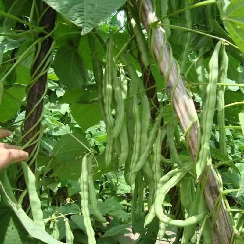 湖北精品白花四季豆无筋豆视频看货论价保质保量