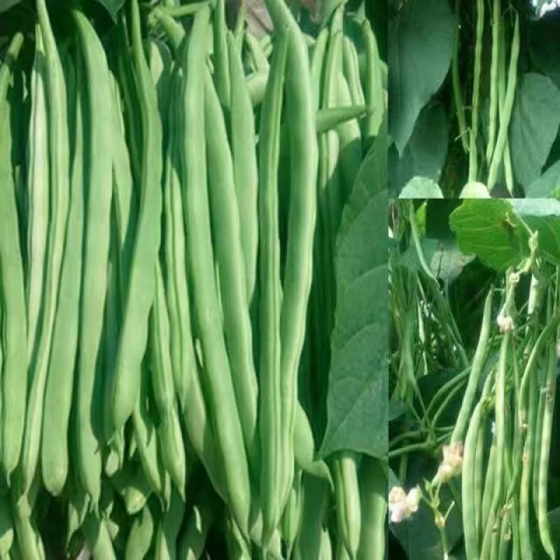 湖北精品白花四季豆无筋豆视频看货论价保质保量