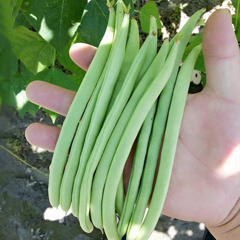 湖北精品白花四季豆无筋豆视频看货论价保质保量