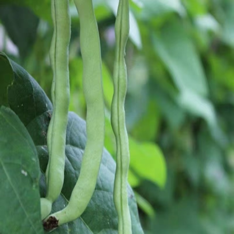 湖北精品白花四季豆无筋豆视频看货论价保质保量