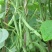 湖北精品白花四季豆无筋豆视频看货论价保质保量