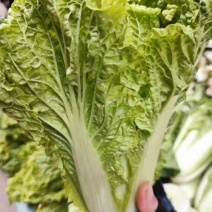 麻叶青白菜产地现砍现发保质保量一条龙服务看货论价