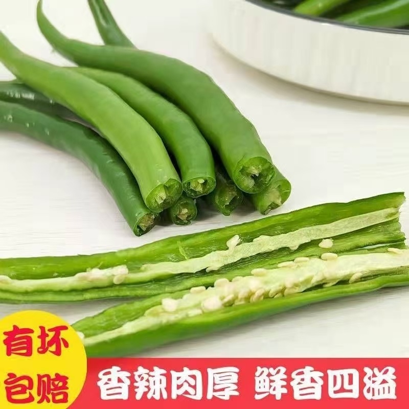 [热卖]线椒3号青线椒红线椒原产地发货各种规格