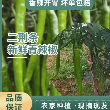 8号线椒大量上市货源充足产地看货论价保质保量