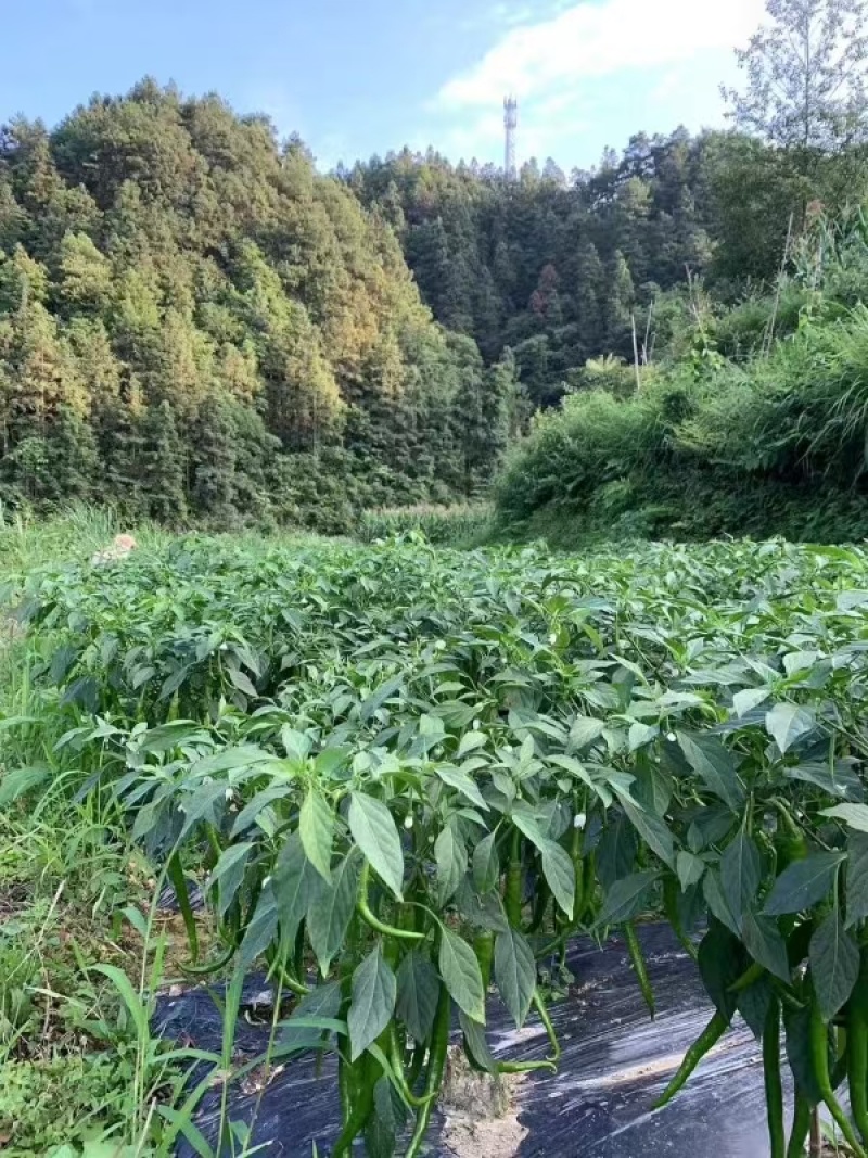 8号线椒大量上市货源充足产地看货论价保质保量