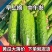 [新鲜推荐]水果黄瓜湖北黄瓜大量上市对接各大市场商超电