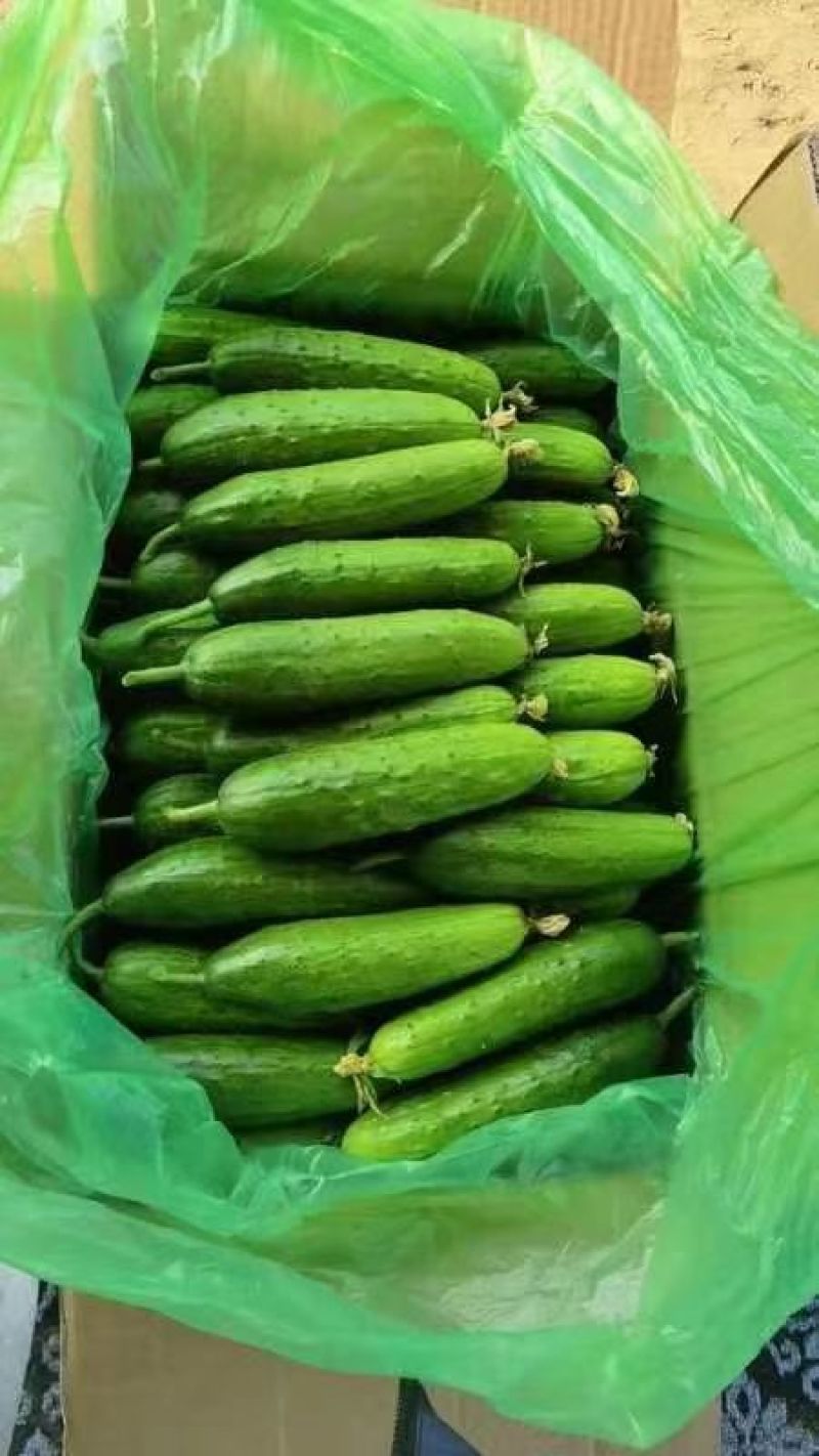 [新鲜推荐]水果黄瓜湖北黄瓜大量上市对接各大市场商超电