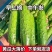 [新鲜推荐]水果黄瓜湖北黄瓜大量上市对接各大市场商超电