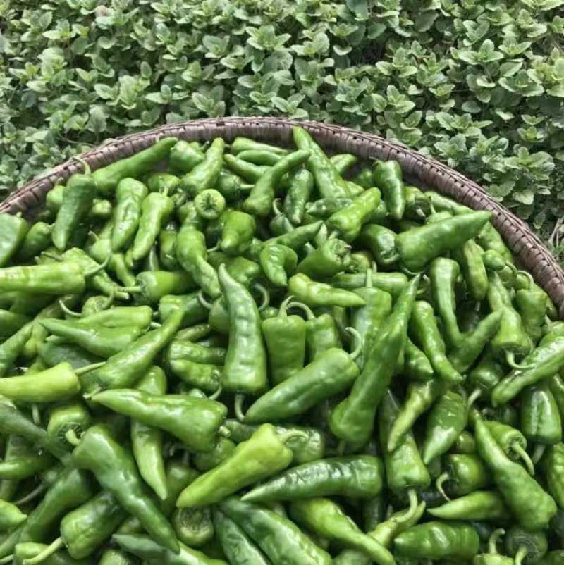 辣椒邹皮椒余干椒尖椒湘研55号牛角椒一手货源