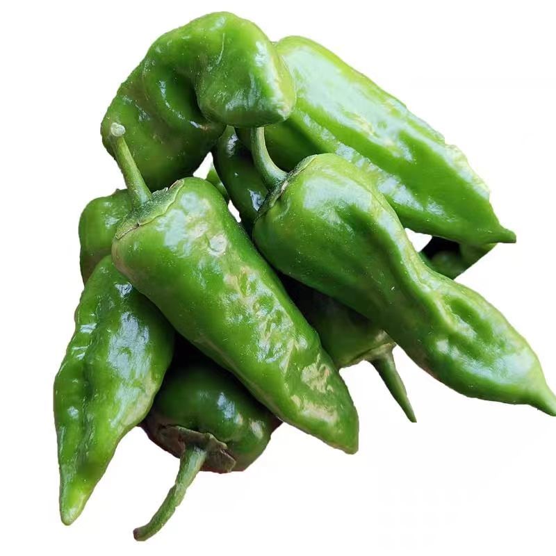 辣椒邹皮椒余干椒尖椒湘研55号牛角椒一手货源