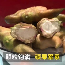 湖北本地菱角，一手货源，一条龙服务