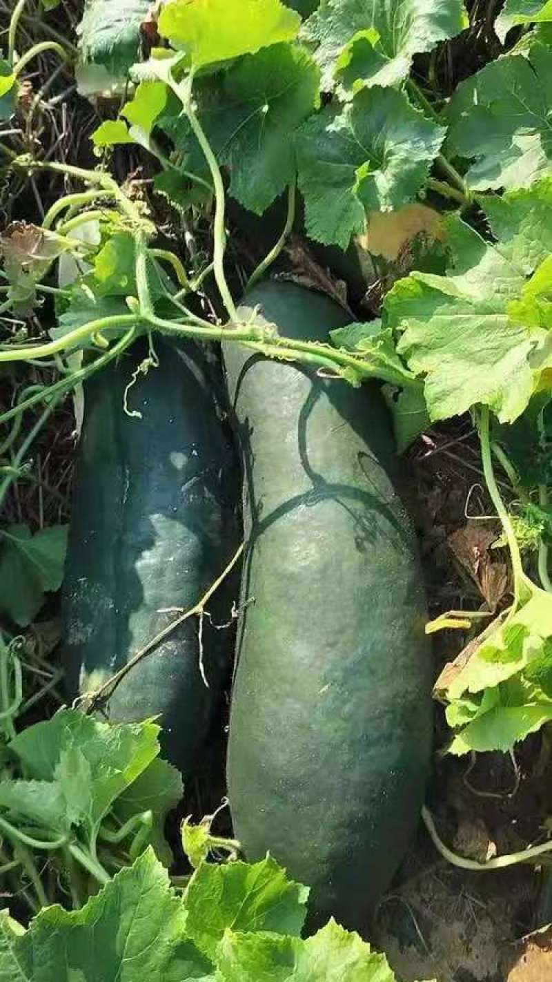 青皮冬瓜基地一手货源全国发货保质保量可视频看货