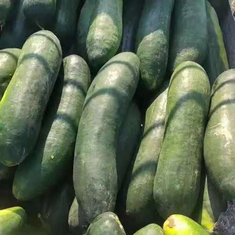 青皮冬瓜基地一手货源全国发货保质保量可视频看货