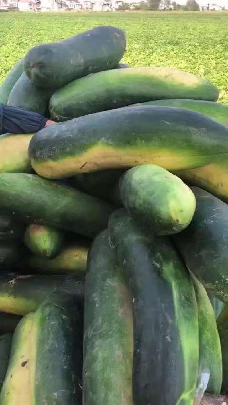 青皮冬瓜基地一手货源全国发货保质保量可视频看货