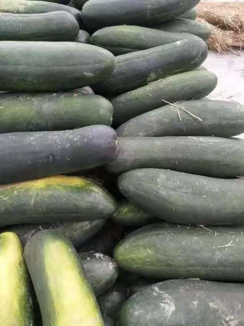 青皮冬瓜基地一手货源全国发货保质保量可视频看货