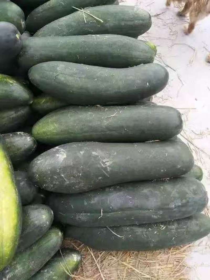 青皮冬瓜基地一手货源全国发货保质保量可视频看货