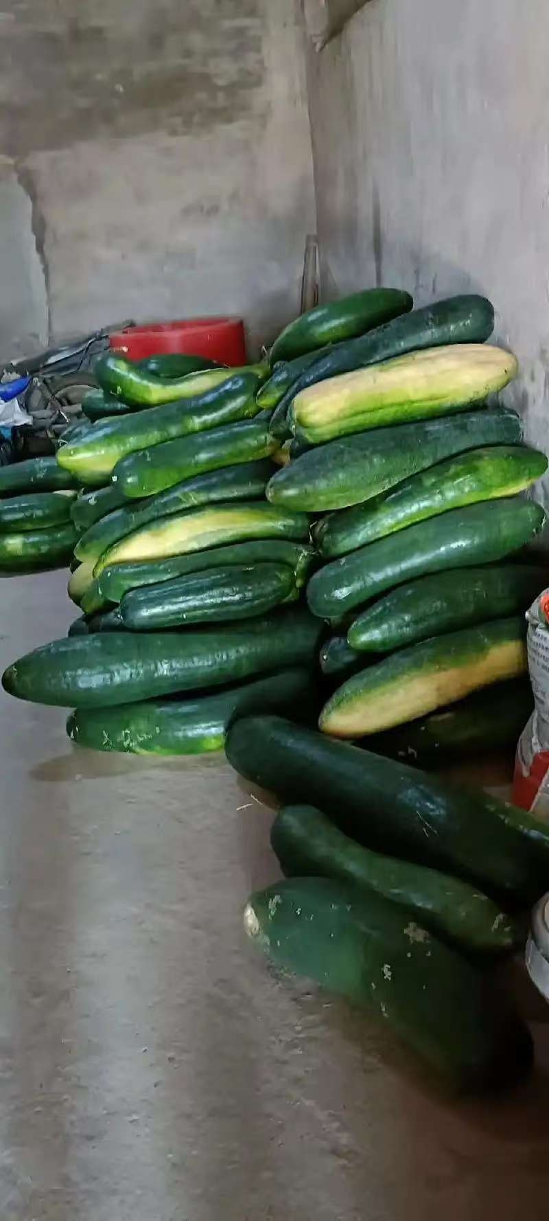 青皮冬瓜基地一手货源全国发货保质保量可视频看货