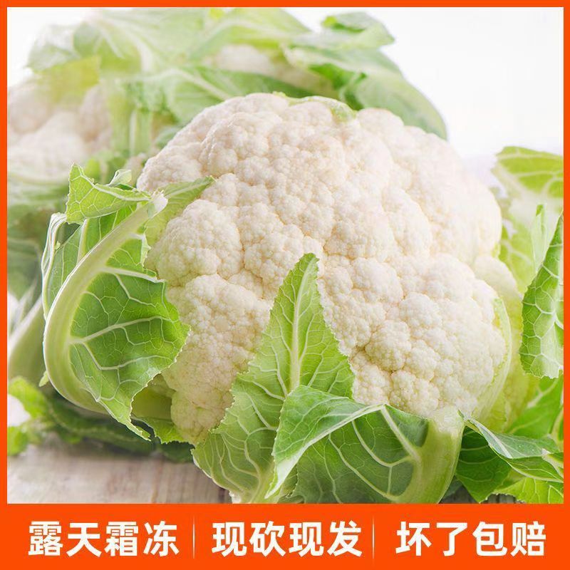 松花菜大量上市供各大市场商超电商欢迎咨询订购